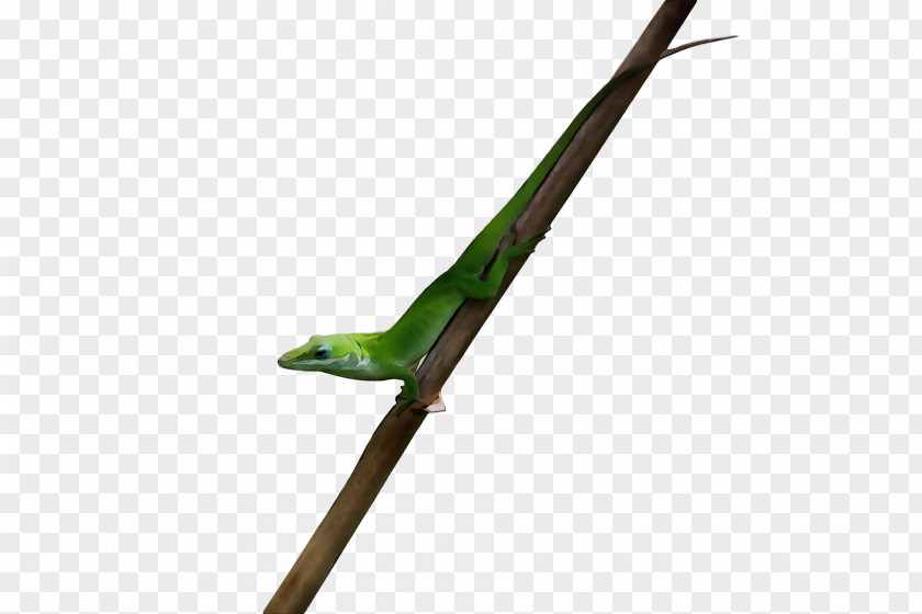 Reptiles Ranged Weapon Biology Science PNG