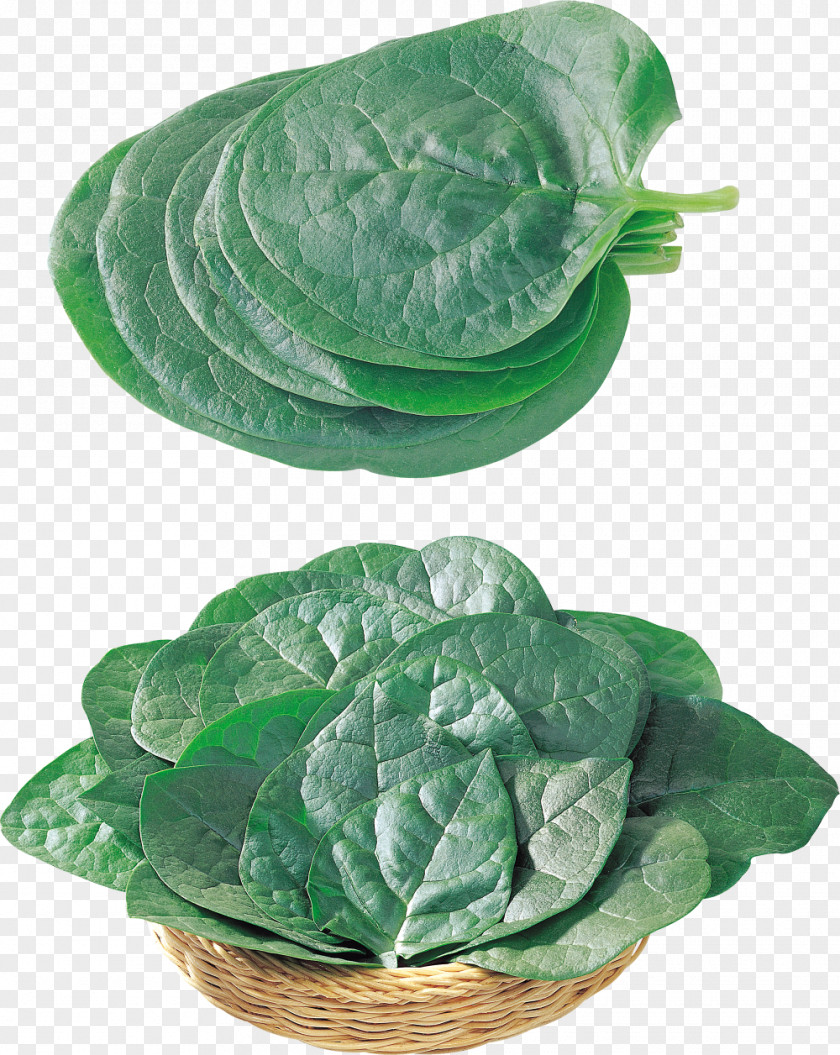 Watermelon Vine Leaves Leaf PNG