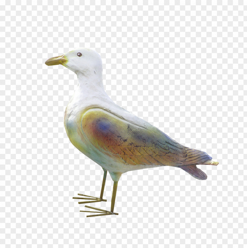 Bird European Herring Gull Gulls Water Wader PNG
