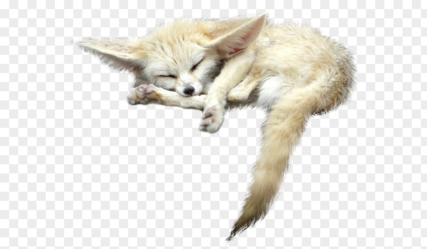 Fennec Fox File Red PNG