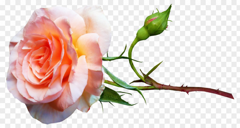 Garden Roses PNG