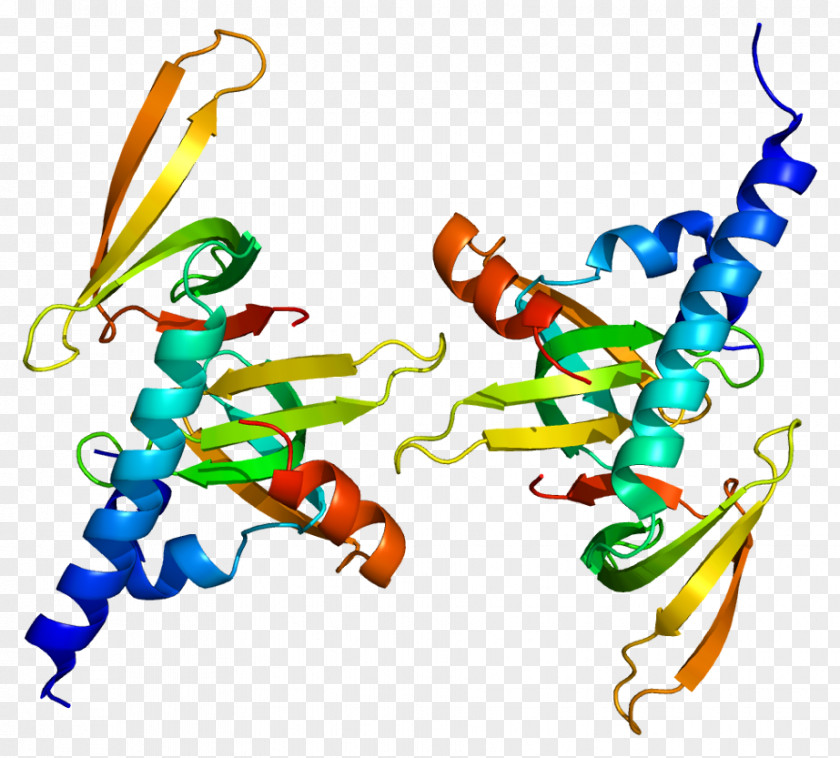 Survival Of Motor Neuron Gem-associated Protein 6 Structure Gene PNG