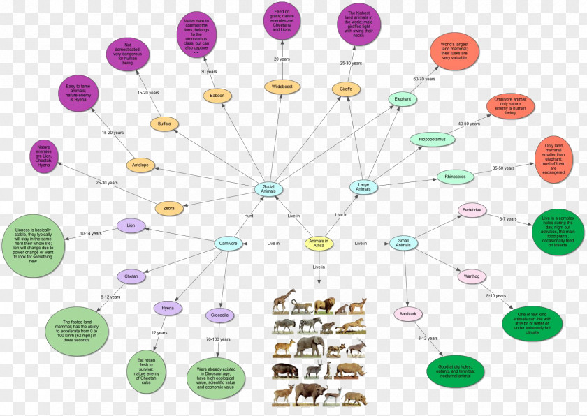 Conceptual Map Concept Kitten Animal PNG