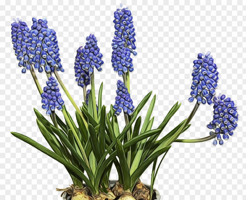 Delphinium Bluebonnet Lavender PNG
