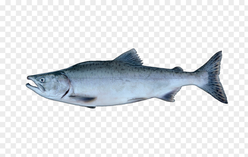 Fish Salmon Coho Pink Sardine Chinook PNG