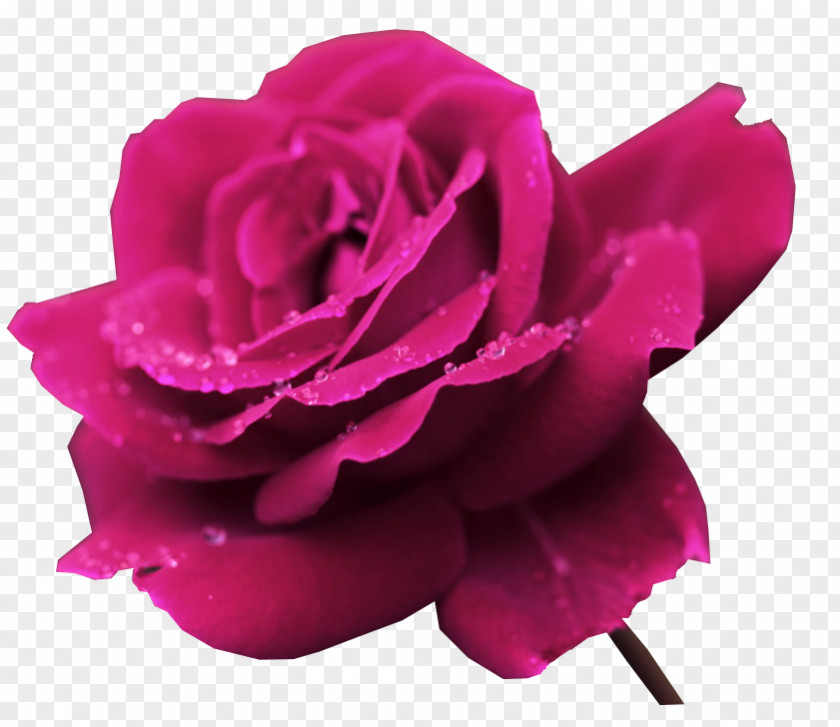 I 1080p Rose Flower Ultra-high-definition Television PNG