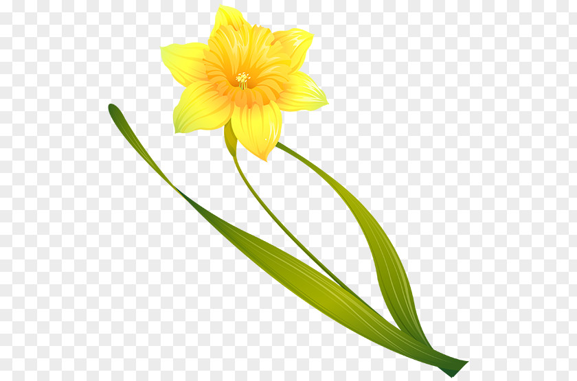Kabel Clip Art Image Illustration Daffodil PNG