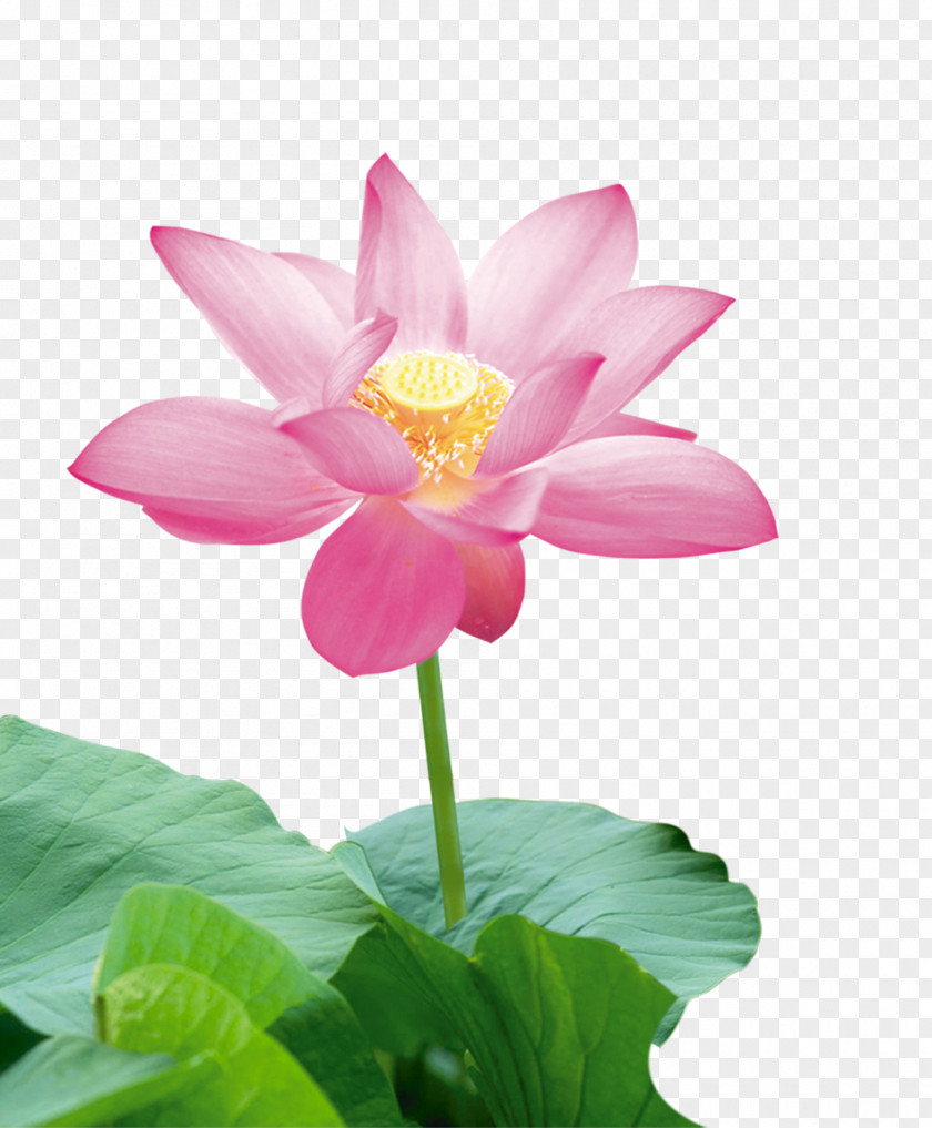 Lotus Nelumbo Nucifera Icon PNG