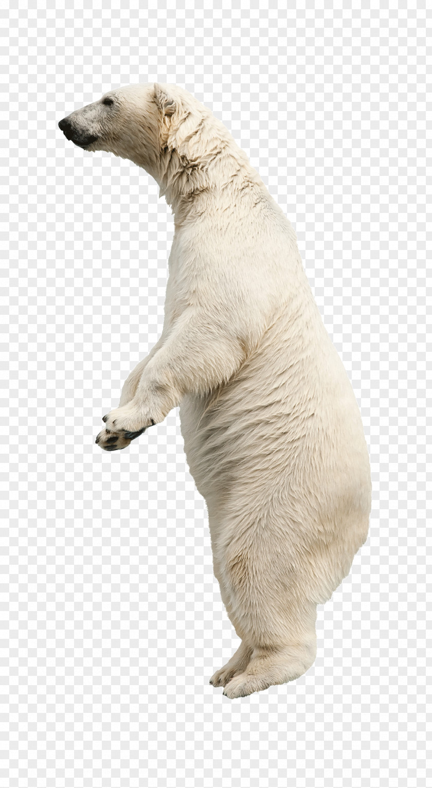 Polar Bears Animals Bear American Black Stock Photography Clip Art PNG
