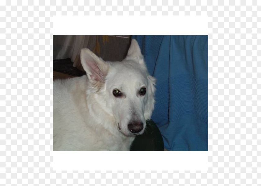 Products Box Dog Breed Berger Blanc Suisse White Shepherd Canaan Kishu PNG