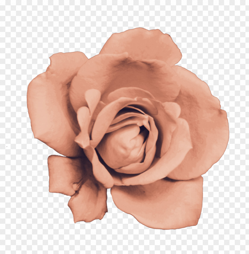 Rose Garden Roses Cut Flowers Pink M PNG