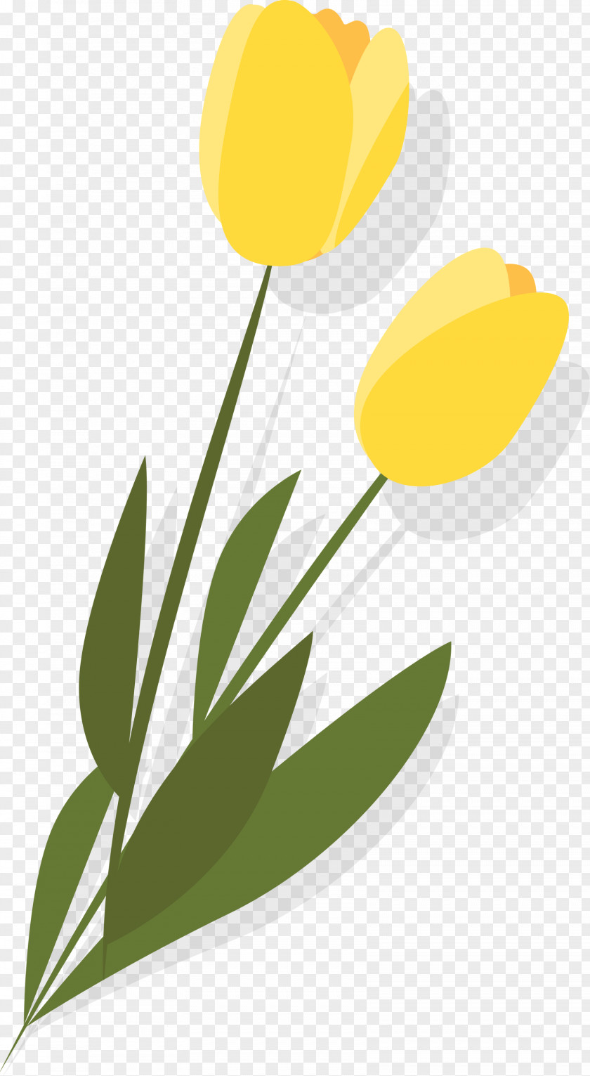 Yellow Tulip Flower Plant Leaf PNG