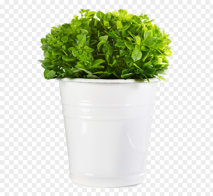 Basil Stock Photography Crock Flowerpot PNG