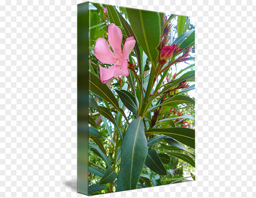 Bird Paradise Petal Flowering Plant Leaf Shrub PNG