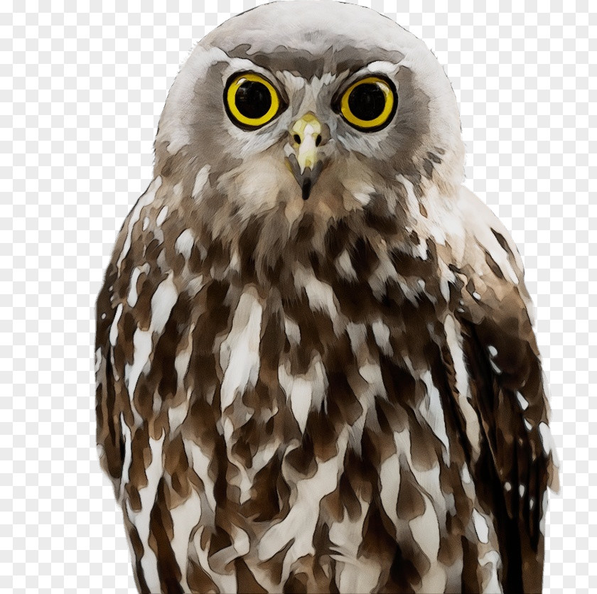 Falcon Hawk Owl M Beak PNG