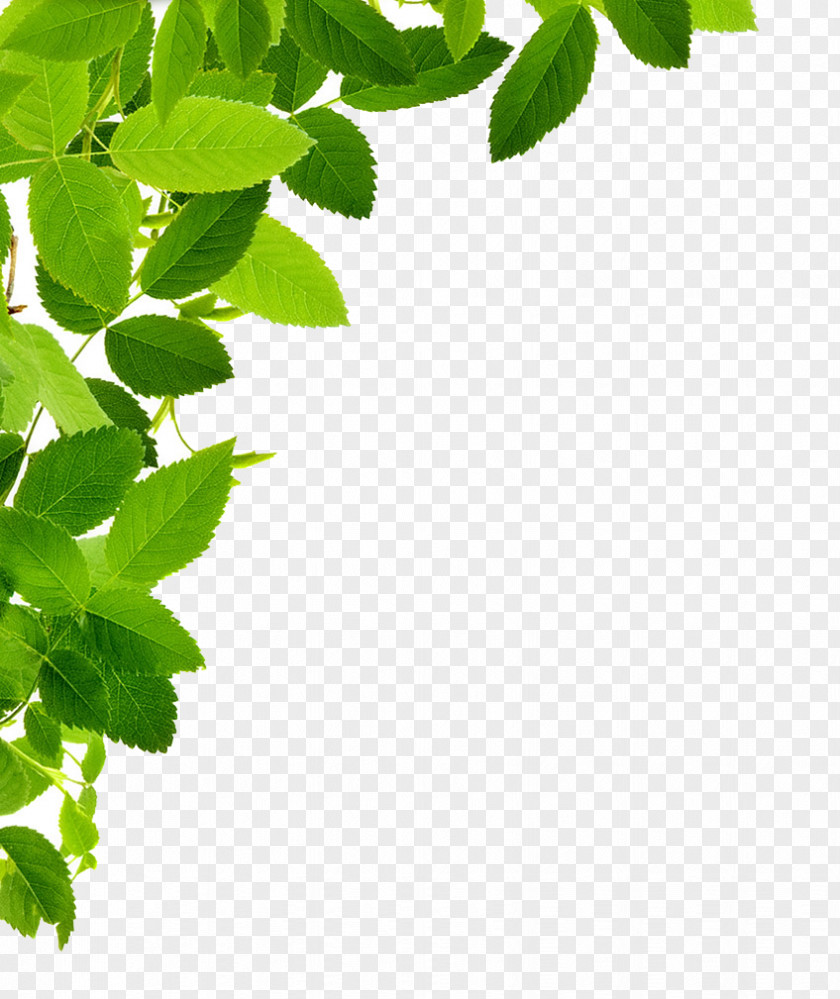 Leaves Transparent Leaf Clip Art PNG