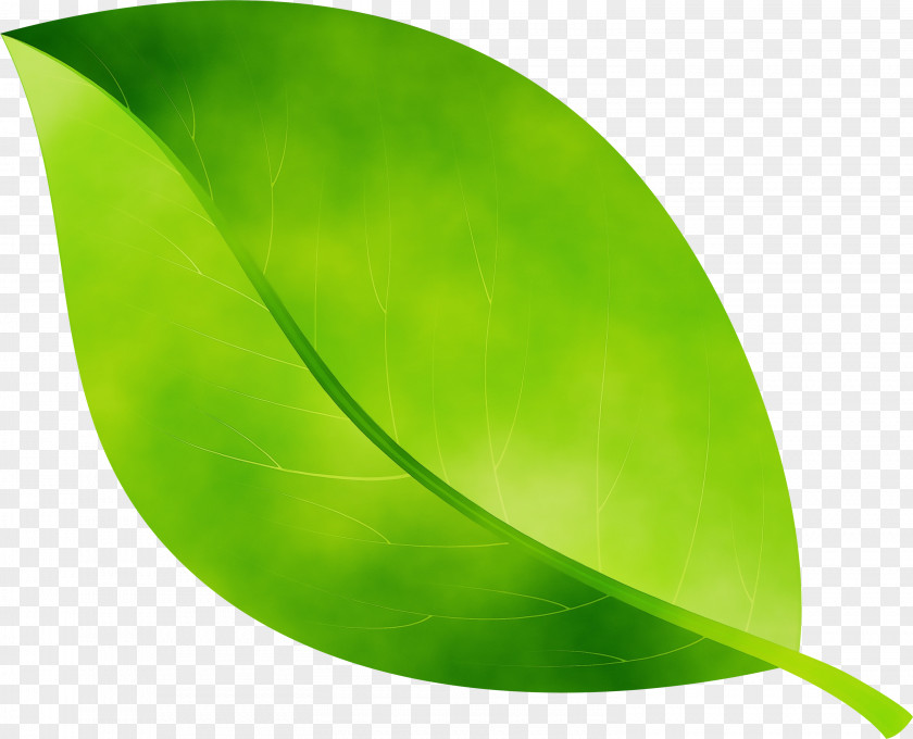 Logo Plant Green Leaf Watercolor PNG