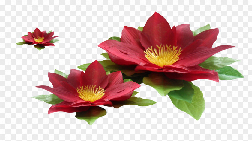 Red Lotus Flower PNG