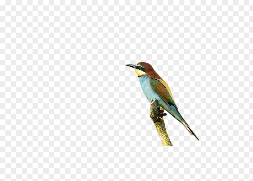 Animal Bird Branch Download PNG