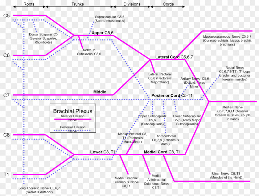 Brachial Plexus Brachialis Muscle Artery Innervation PNG