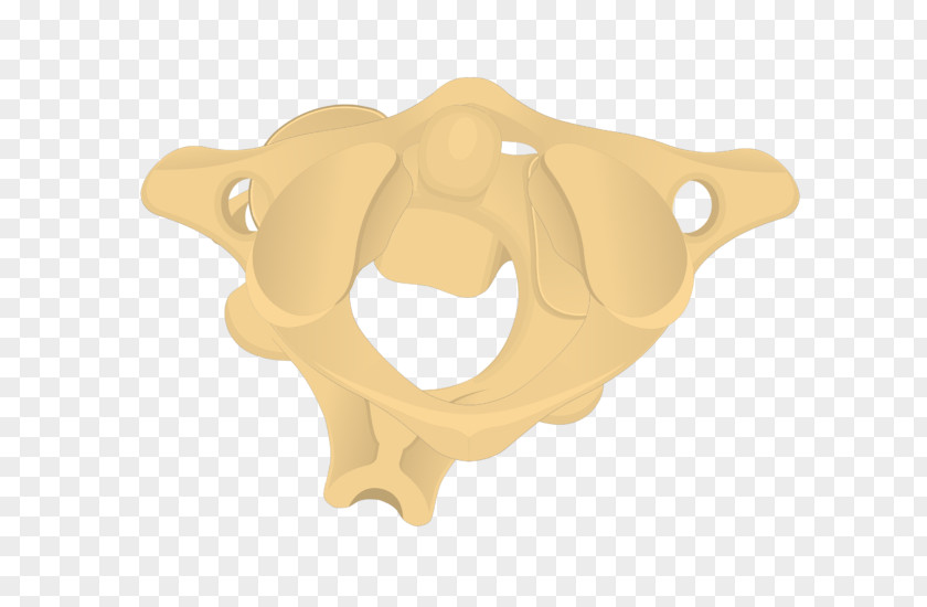 Cervical Vertebra Atlas Axis Vertebrae Vertebral Column Bone PNG