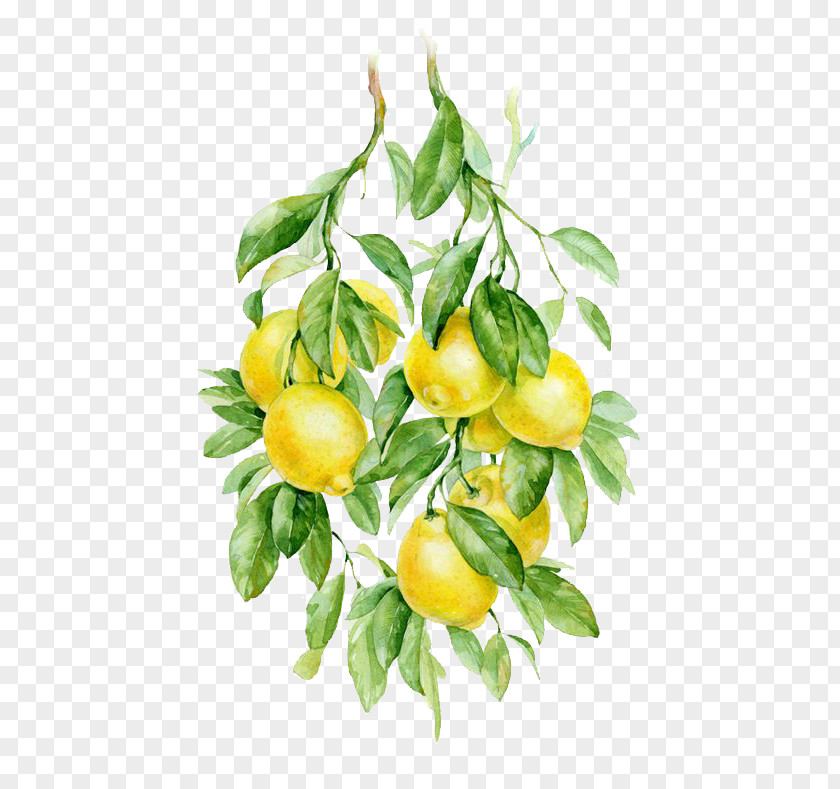 Lemon Watercolor Painting Fruit Auglis Botanical Illustration PNG