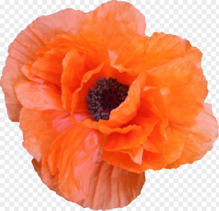 Peach Blossom Poppy Flower PNG