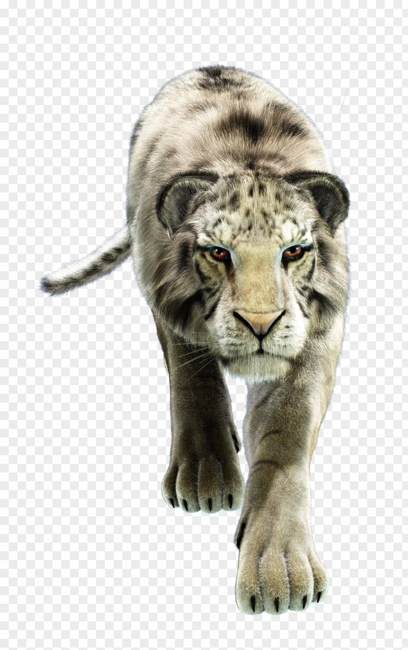 Tiger White Whiskers Horse Wildlife PNG