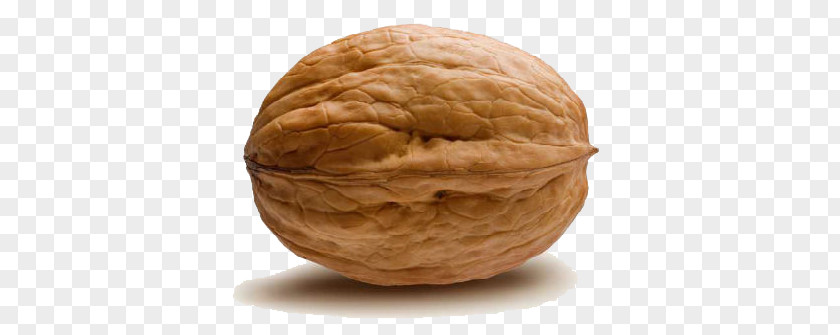 Walnut PNG clipart PNG