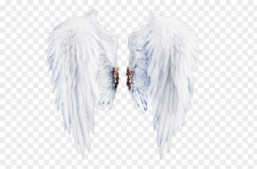 White Wings Stock Image Feather Neck PNG