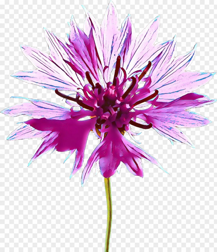 Annual Plant Cut Flowers Herbaceous Milk Thistle Petal PNG