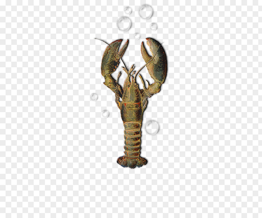 Creative T Shirt Design Lobster Crab Child Printing Malacostracans PNG