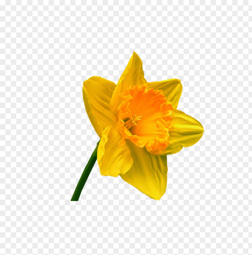 Narcissus Petal Cut Flowers PNG