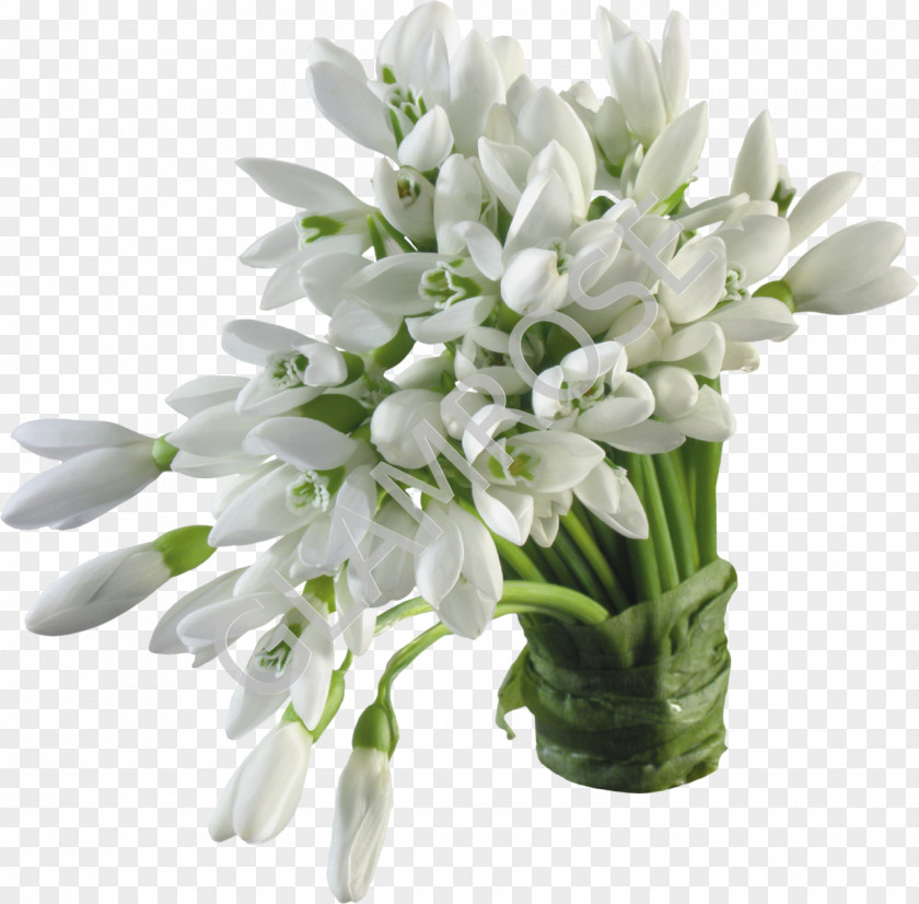 Snowdrop Flower Bouquet Desktop Wallpaper PNG
