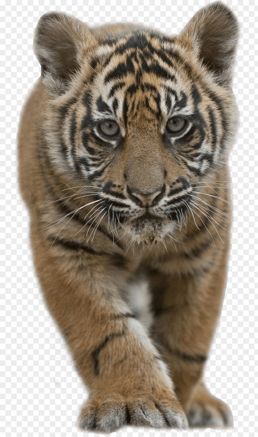 Tiger Cub Sumatran Siberian Bengal Lion Cat PNG