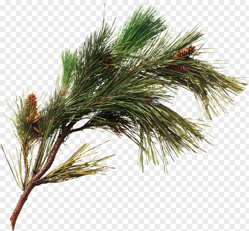 Tree Fir Spruce Conifer Cone Clip Art PNG