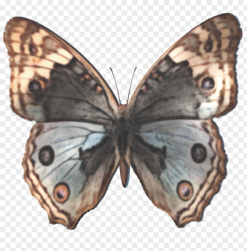 Watercolor Butterfly Junonia Lemonias Orithya Stock Photography PNG