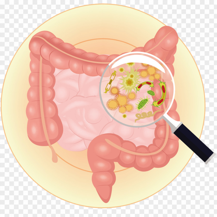 Bacteria Gut Flora Gastrointestinal Tract Large Intestine Prebiotic PNG