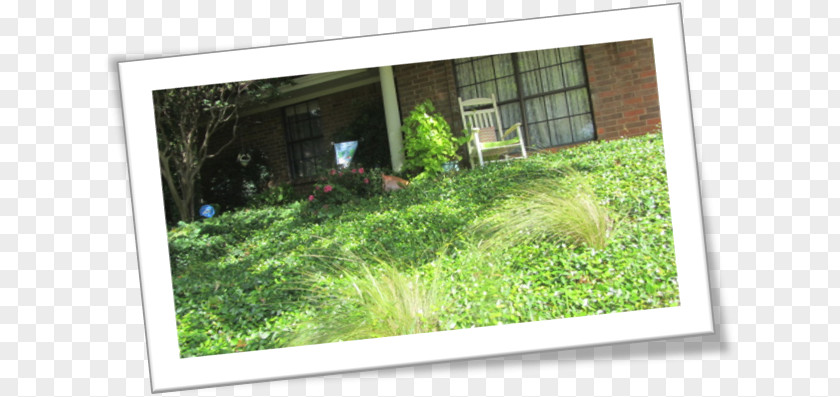 Crape Myrtle Window Landscape Property Grasses Tree PNG