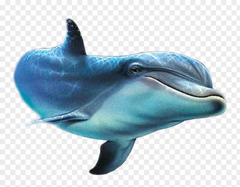 Dolphin Painted Fish Clip Art PNG
