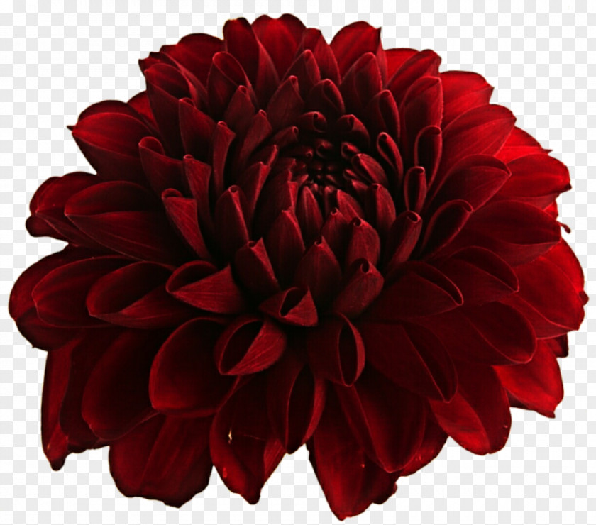 Flower Dahlia Cut Flowers Red PNG