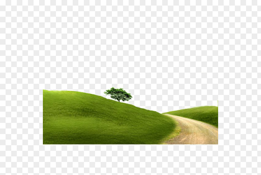 Gravel Landscape Tree PNG