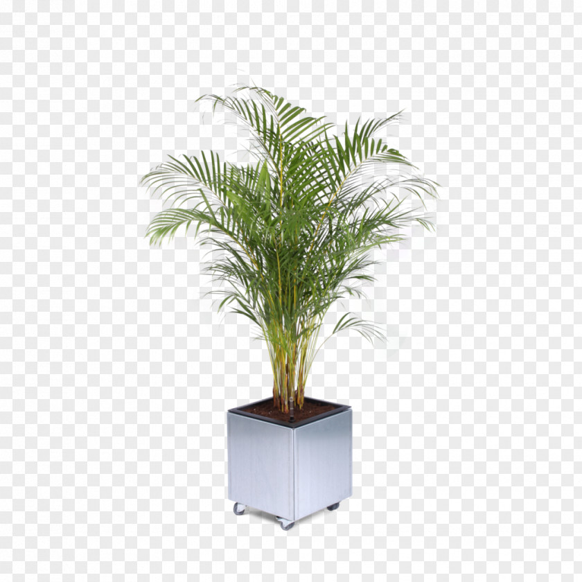 Sticksnsushi Flowerpot Palm Trees Chamaedorea Elegans Houseplant Viper's Bowstring Hemp PNG