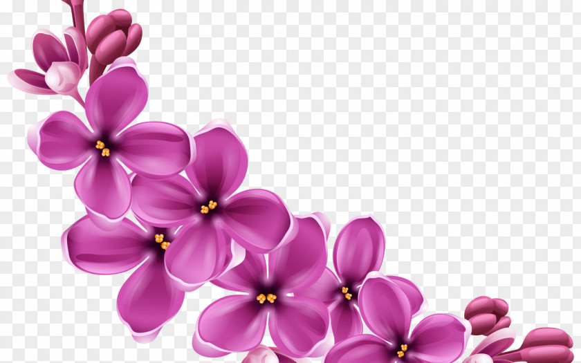 Wildflower Violet Family Floral Spring Flowers PNG
