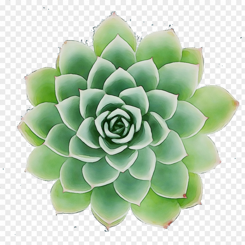 Flower PNG