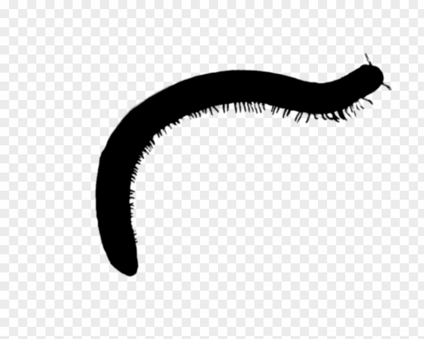 Invertebrate Font Eyelash Line Black M PNG