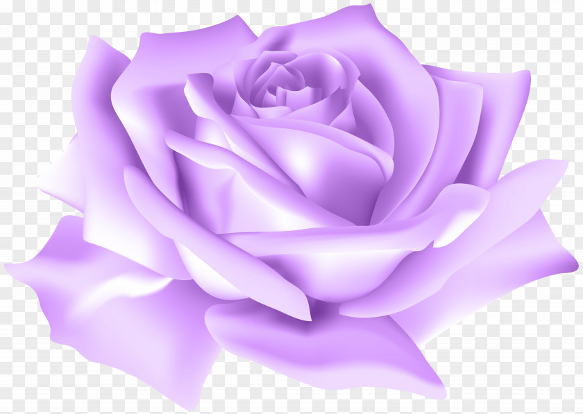 Purple Rose Flower Clip Art Image Garden Roses Centifolia PNG