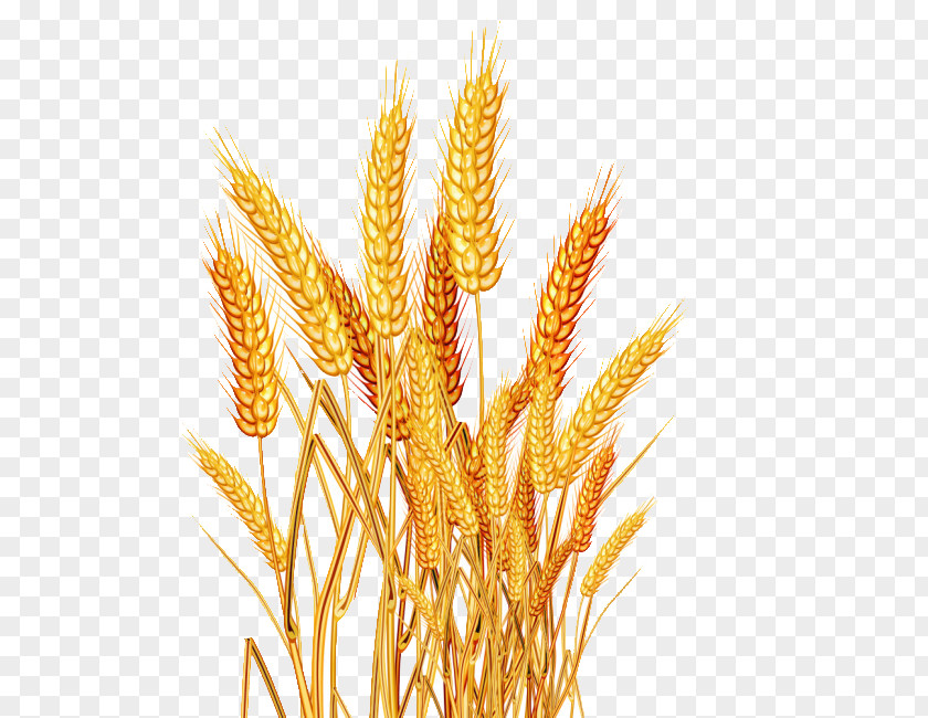 Rice Oryza Sativa Wheat Seed PNG