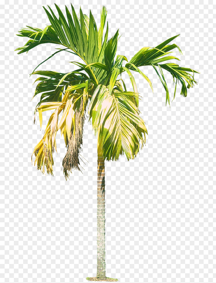 Royal Palm Tree Hd Cyrtostachys Renda Areca Arecaceae Rhapis PNG