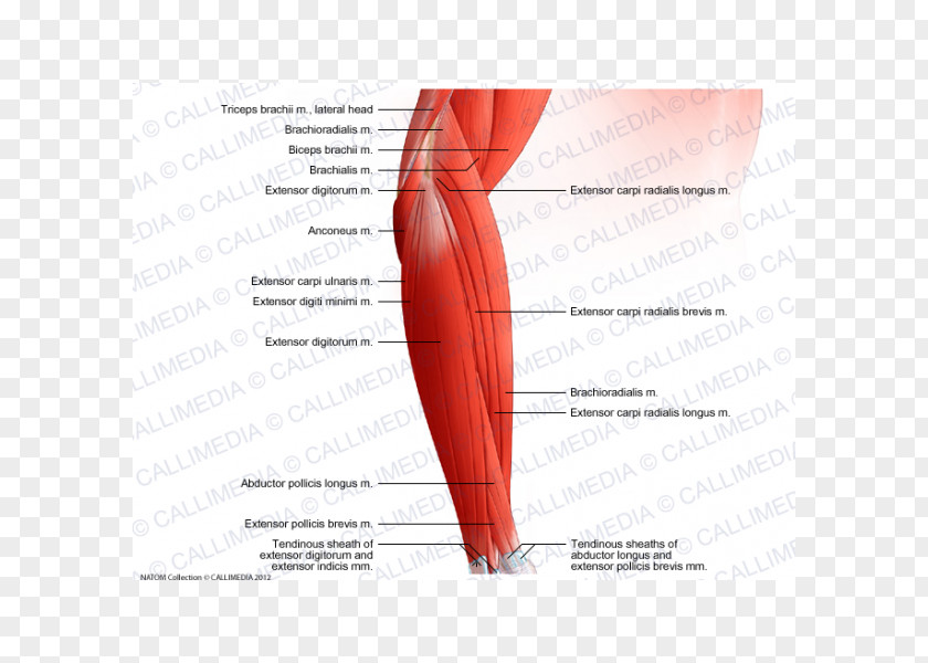 Arm Extensor Digitorum Muscle Forearm Elbow Brachialis PNG